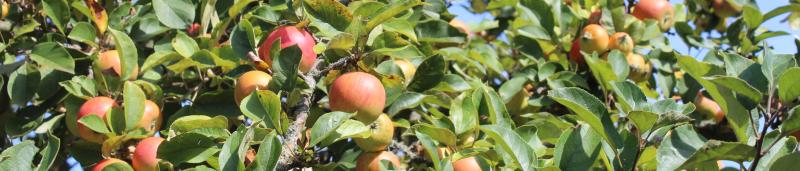 Äpfel am Baum