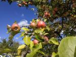 reife Äpfel am Baum