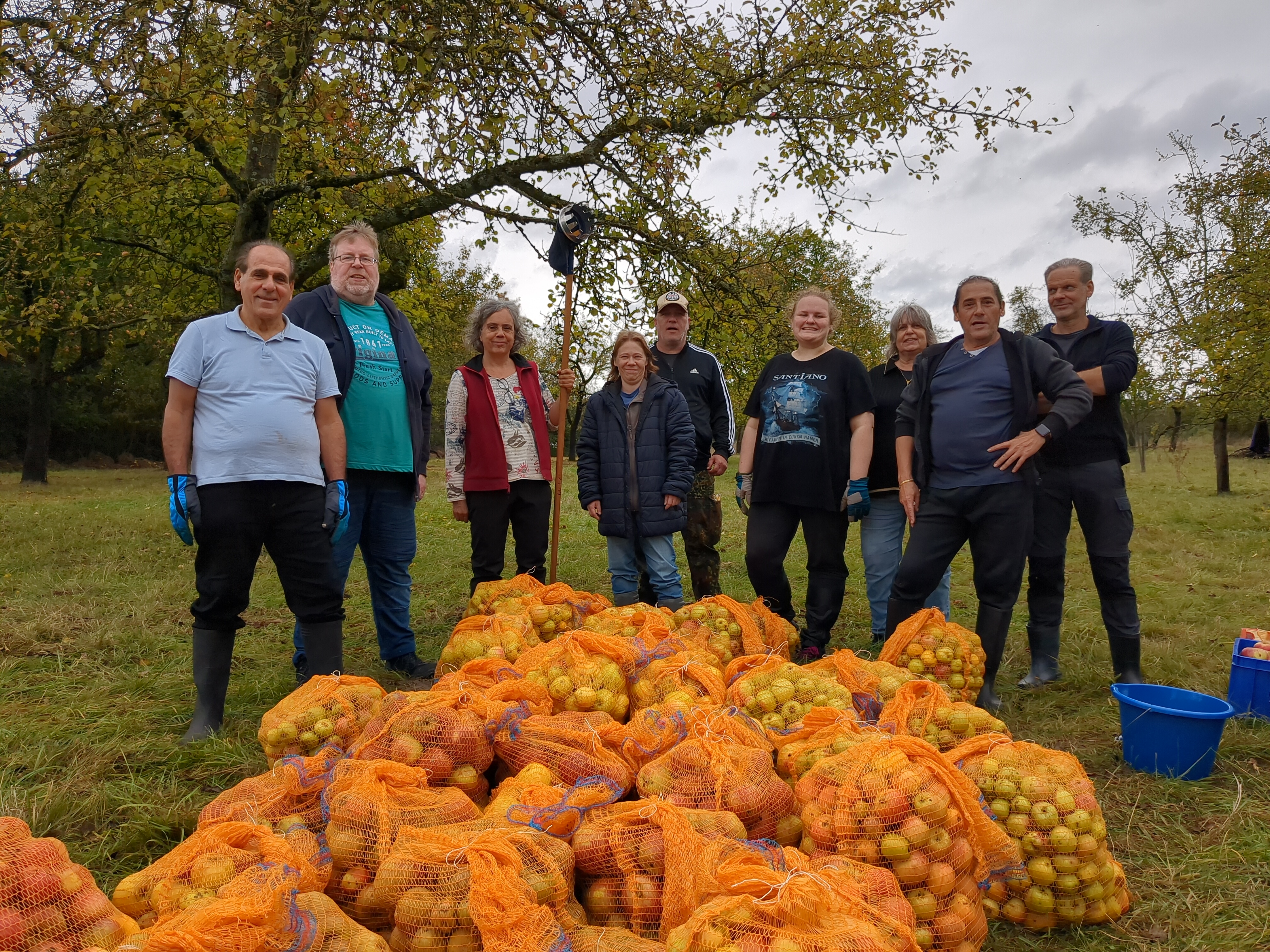 Apfelernte auf der Streuobstwiese