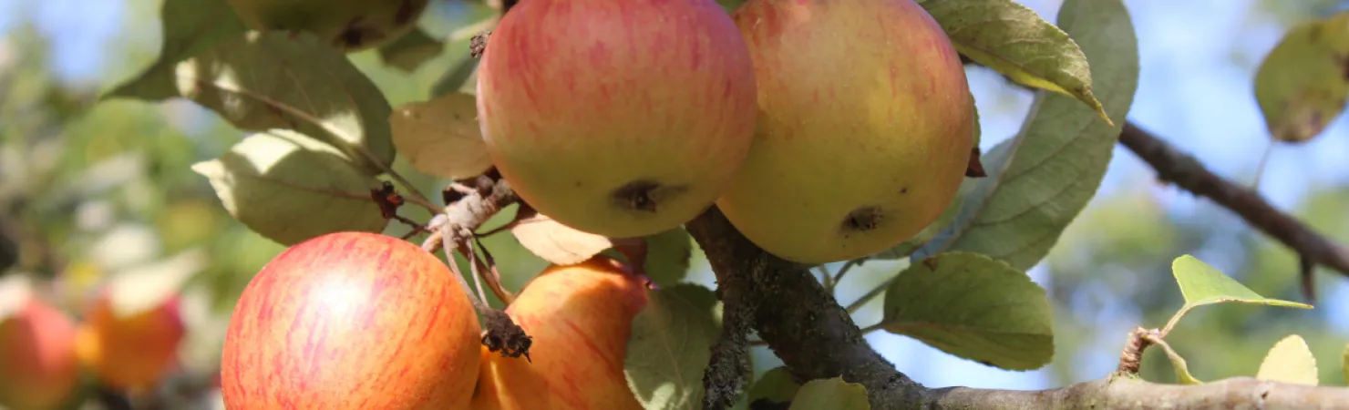Äpfel am Baum